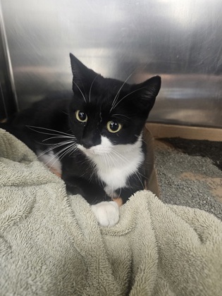 Shelter Stray Female Cat last seen Near N Calhoun, 21217, MD, 2490 Giles Rd, Baltimore, MD 21225, USA