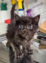 Shelter Stray Female Cat last seen Kenmore Dr W & E Weldon Ave, Fresno Zone Fresno CO 2 93703, CA, 1510 W Dan Ronquillo Dr, Fresno, CA 93706, USA