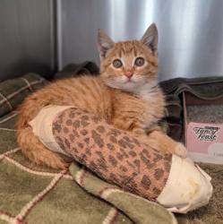 Shelter Stray Male Cat last seen E Malaga Ave & S Chestnut Ave, Fresno Zone Fresno CO 1A 93725, CA, 1510 W Dan Ronquillo Dr, Fresno, CA 93706, USA