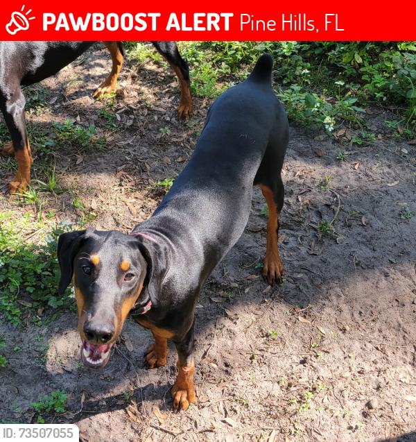 Lost Female Dog last seen Apopka-vineland, Pine Hills, FL 32818