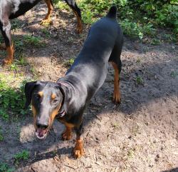 Lost Female Dog last seen Apopka-vineland, Pine Hills, FL 32818