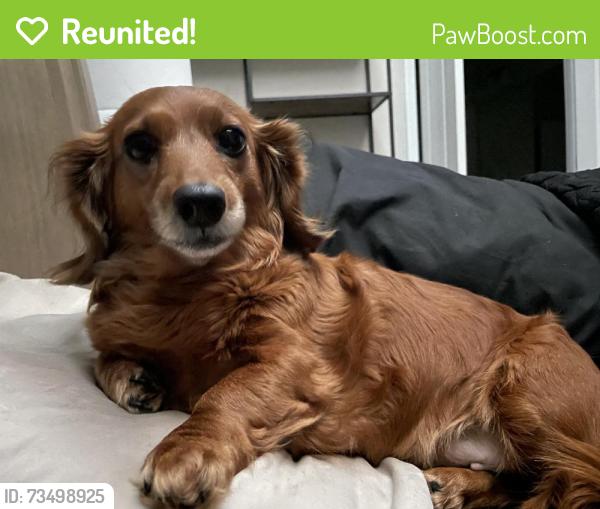 Reunited Female Dog last seen Near Autumn Mist Rd, Statesville, NC 28677, USA, Statesville, NC 28677