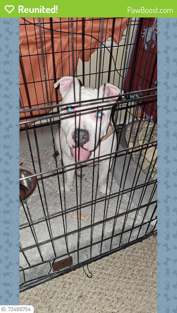 Reunited Female Dog last seen Near Crooked Creek, Mesquite, TX 75181, USA, Mesquite, TX 75181