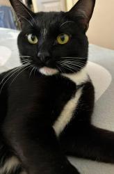 Lost Male Cat last seen Lavera, Warminster Township, PA 18974