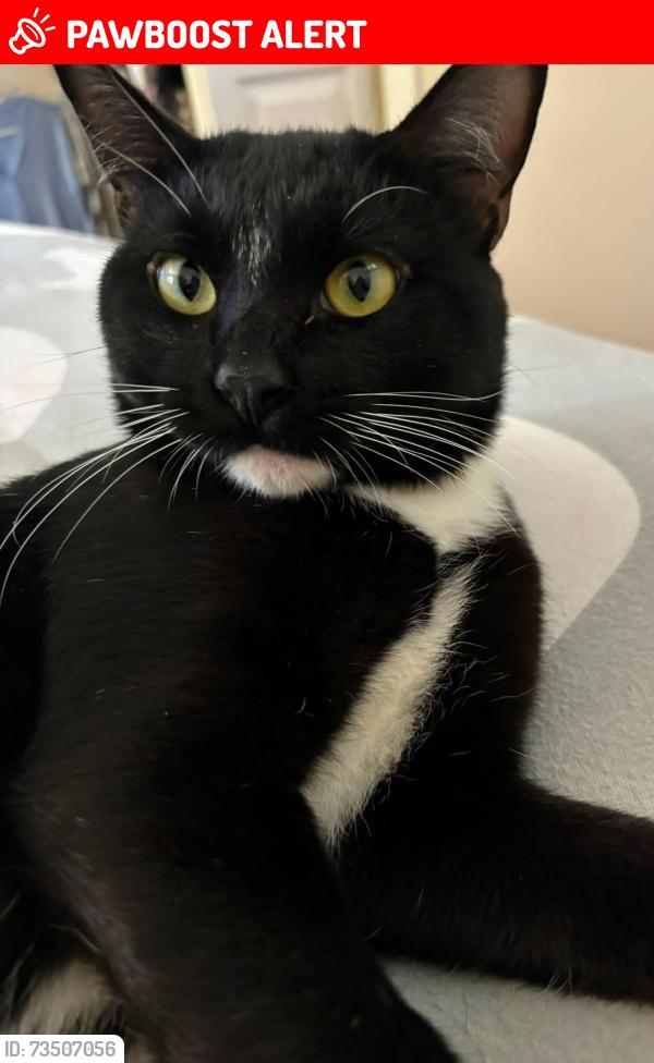 Lost Male Cat last seen Lavera, Warminster Township, PA 18974