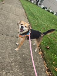Reunited Female Dog last seen Joyce Ave and Hudson St., Columbus, OH 43219