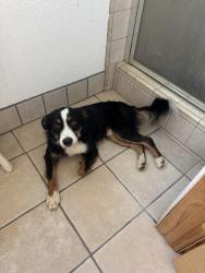 Found/Stray Male Dog last seen E Calimyrna Rd, Galt, CA 95632