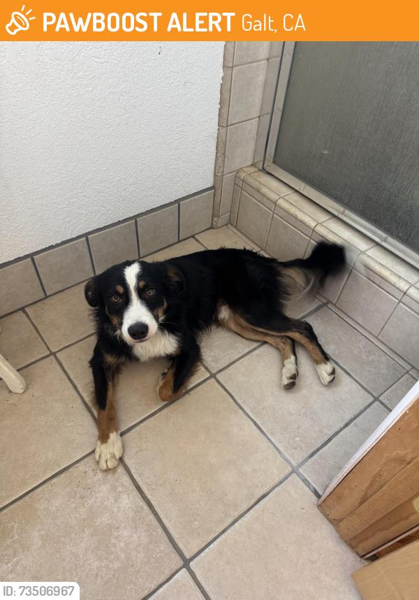 Found/Stray Male Dog last seen E Calimyrna Rd, Galt, CA 95632