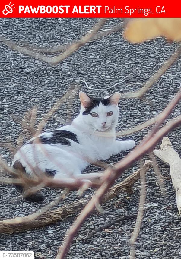Lost Female Cat last seen East Rochelle & Acacia, Palm Springs, CA 92262