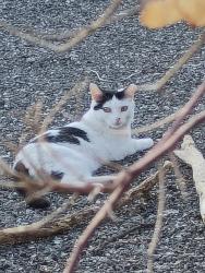Lost Female Cat last seen East Rochelle & Acacia, Palm Springs, CA 92262