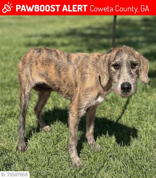 Lost Female Dog last seen Sweeper Smith Rd in Arnco, Coweta County, GA 30263