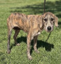 Lost Female Dog last seen Sweeper Smith Rd in Arnco, Coweta County, GA 30263