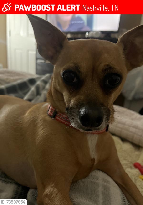 Lost Female Dog last seen j.e moss elementary, Nashville, TN 37013