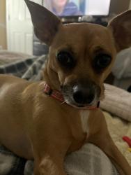 Lost Female Dog last seen j.e moss elementary, Nashville, TN 37013