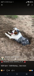 Reunited Female Dog last seen Wooded area behind North Lake Park, Umatilla, FL 32784
