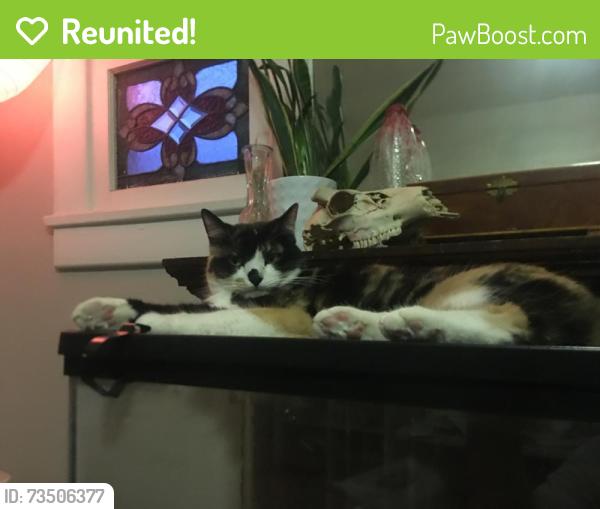 Reunited Female Cat last seen Evans Ave, Denver, CO, USA, Denver, CO 80210