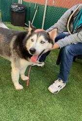 Shelter Stray Female Dog last seen Apt 9E,605 Water Street, NEW YORK, NY, 10002, 326 E 110th St, New York, NY 10029, USA