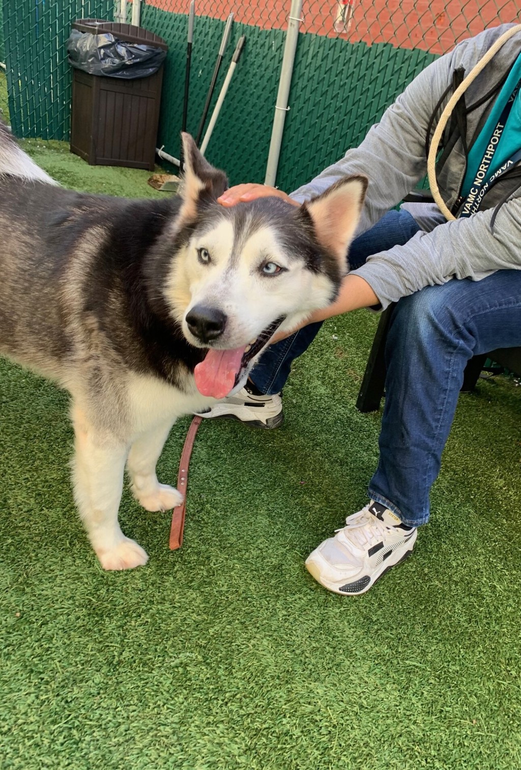 Shelter Stray Female Dog last seen Apt 9E,605 Water Street, NEW YORK, NY, 10002, 326 E 110th St, New York, NY 10029, USA