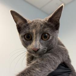 Shelter Stray Female Cat last seen San Diego, CA, 92113, 5500 Gaines St, San Diego, CA 92110, USA
