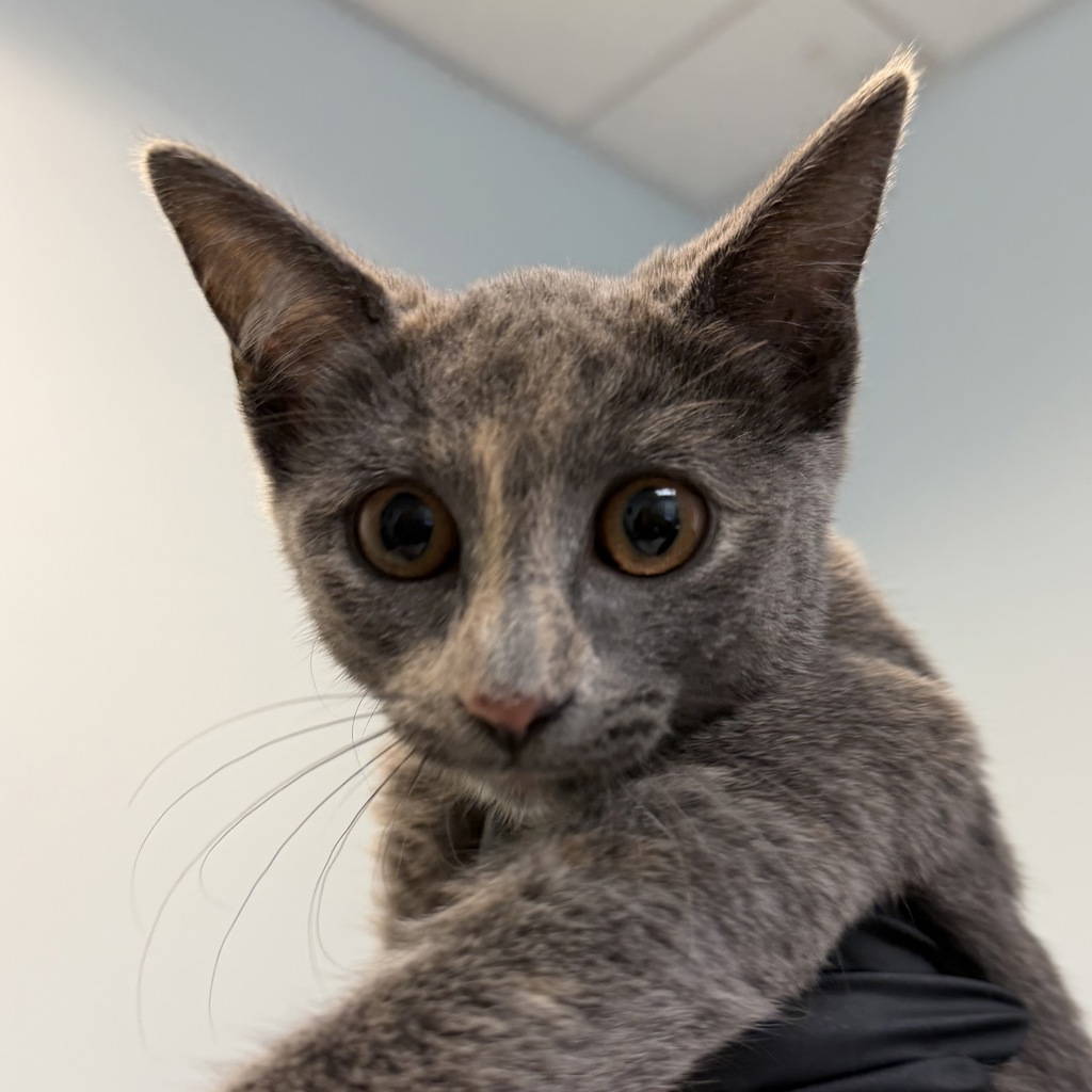 Shelter Stray Female Cat last seen San Diego, CA, 92113, 5500 Gaines St, San Diego, CA 92110, USA