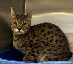 Shelter Stray Unknown Cat last seen Near E 3020 S, MILLCREEK, UT, 84109, 511 W 3900 S, Salt Lake City, UT 84123, USA