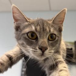 Shelter Stray Female Cat last seen Del Sol Boulevard, San Diego, CA, 92154, 5500 Gaines St, San Diego, CA 92110, USA