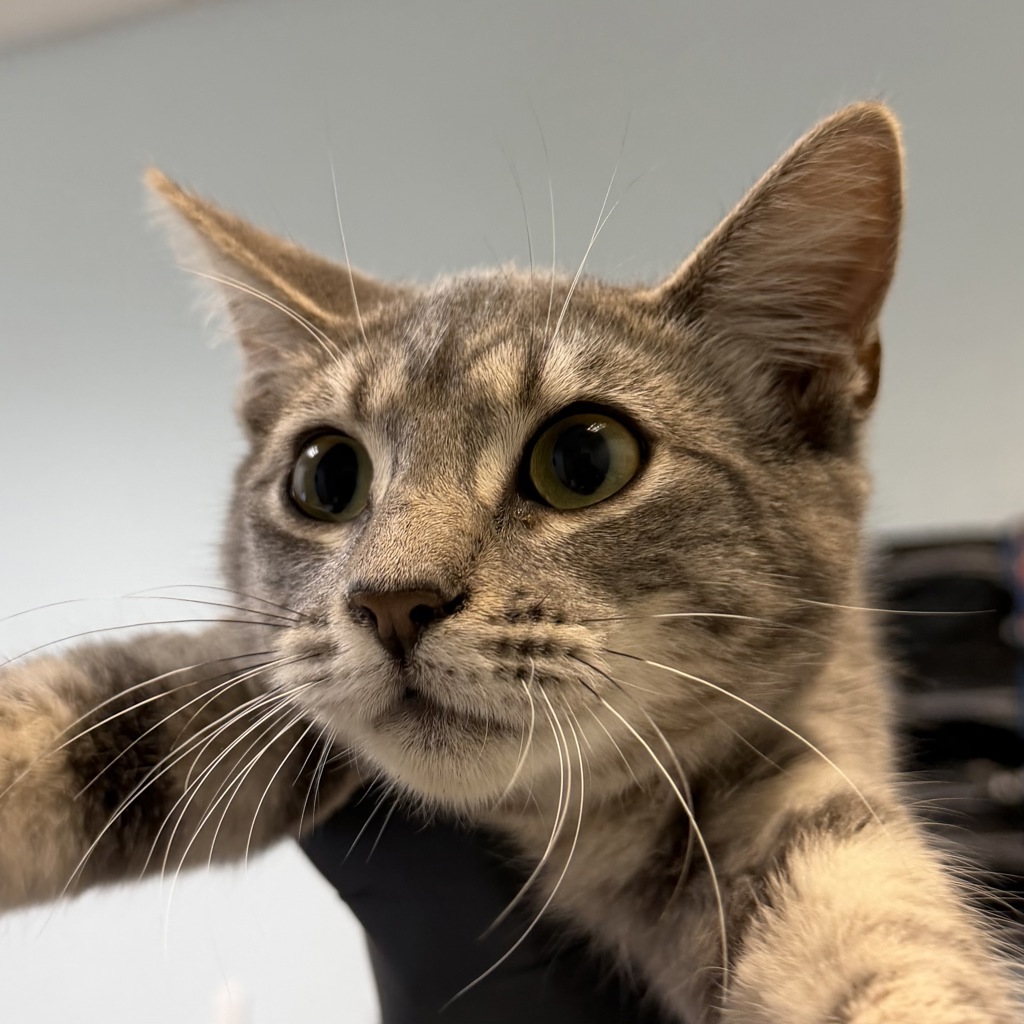 Shelter Stray Female Cat last seen Del Sol Boulevard, San Diego, CA, 92154, 5500 Gaines St, San Diego, CA 92110, USA