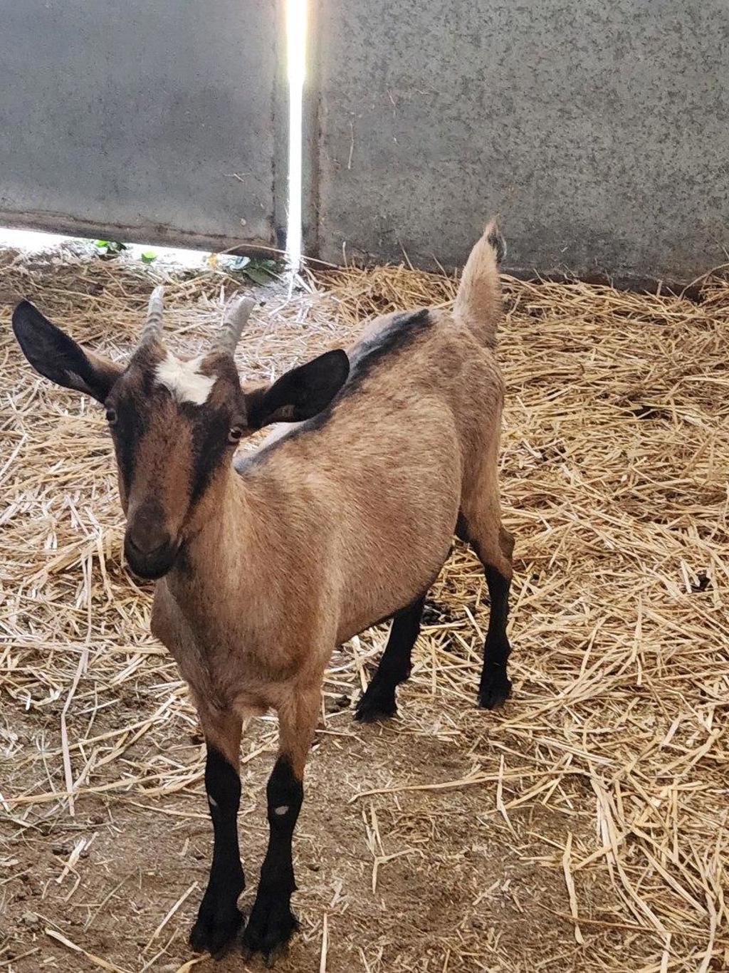Shelter Stray Female Other last seen Near S Buckeroo Drive, Magna Township, UT, 84044, 511 W 3900 S, Salt Lake City, UT 84123, USA