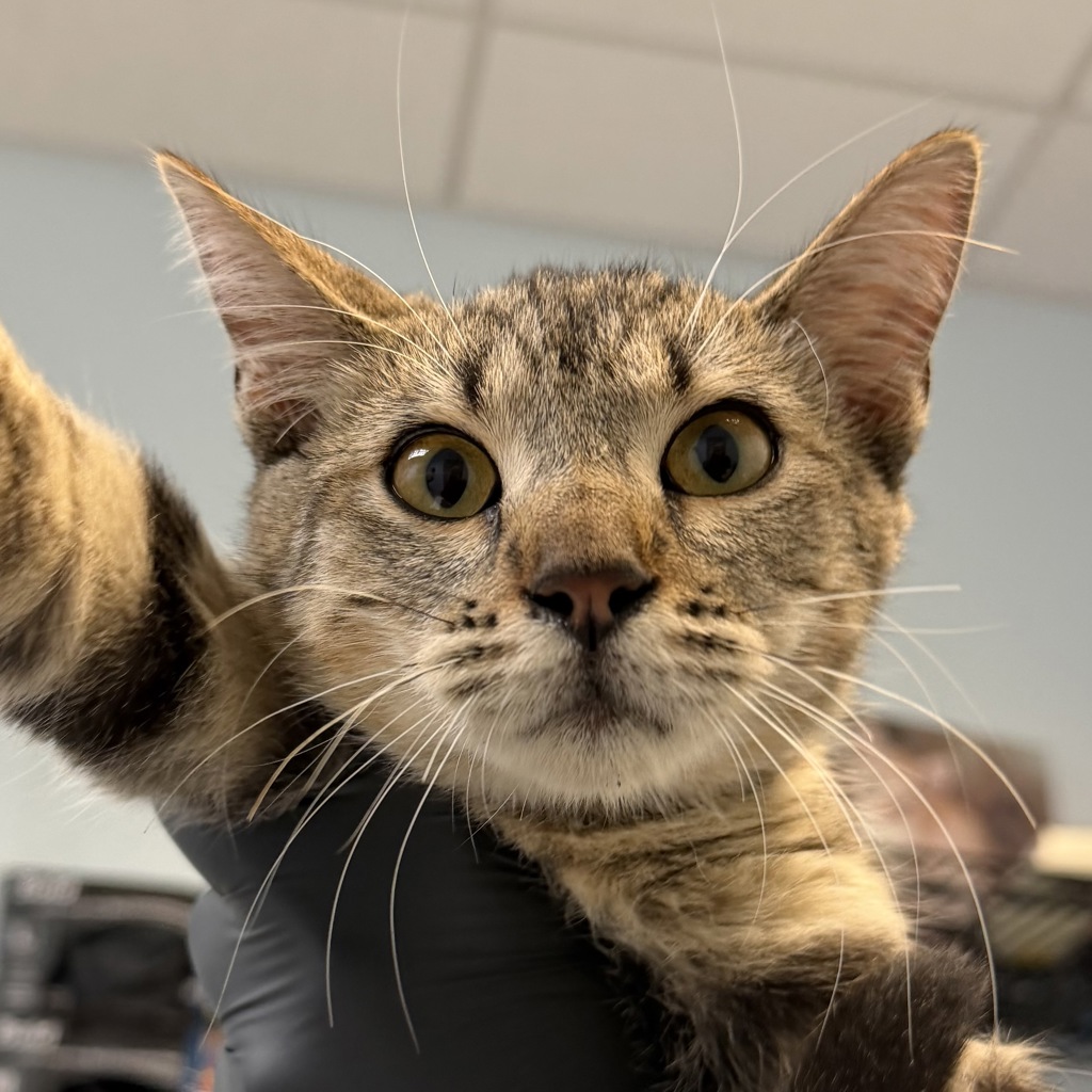 Shelter Stray Female Cat last seen Del Sol Boulevard, San Diego, CA, 92154, 5500 Gaines St, San Diego, CA 92110, USA