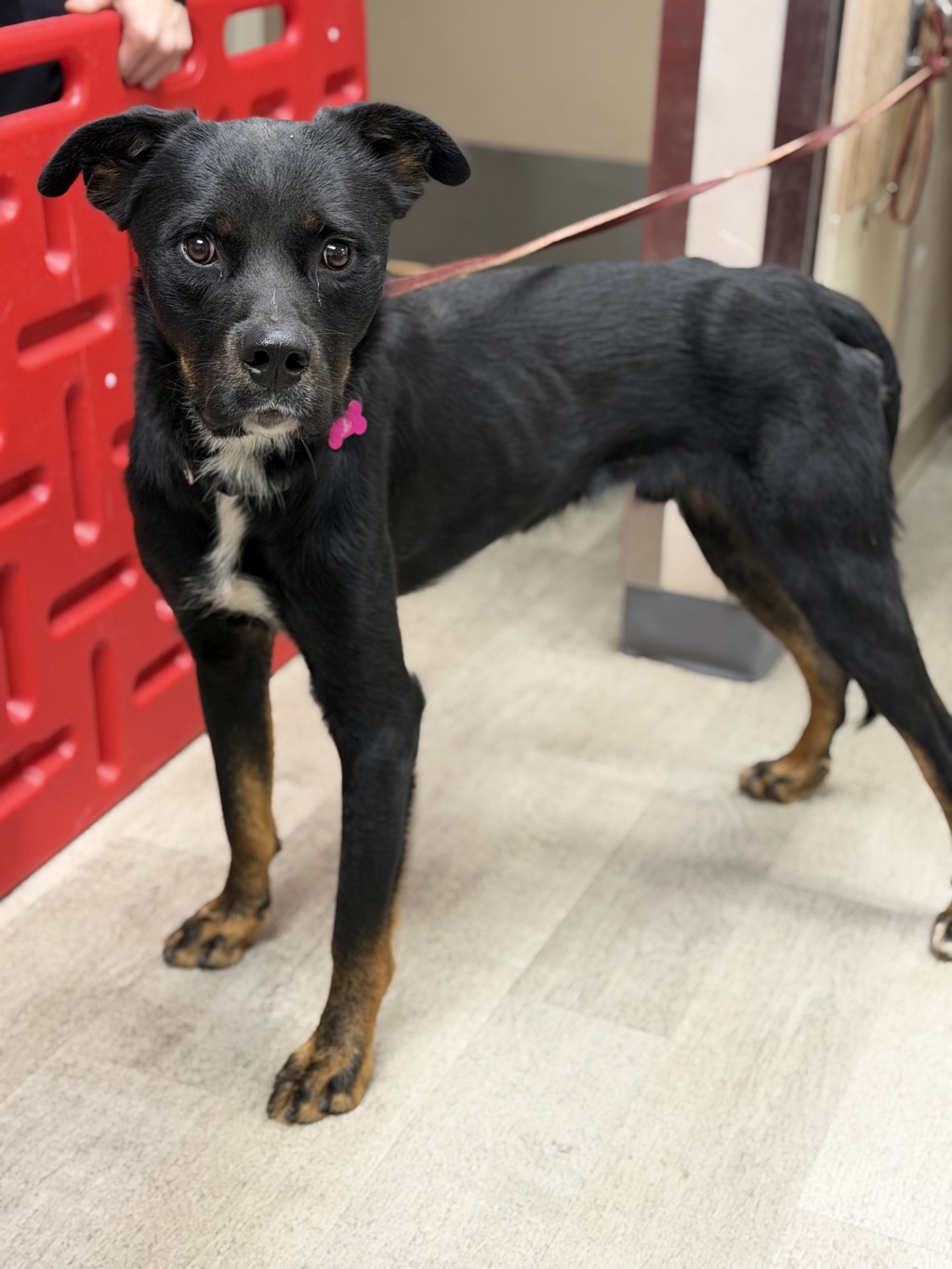 Shelter Stray Male Dog last seen Serra Mesa, San Diego, CA, 92123, 5500 Gaines St, San Diego, CA 92110, USA