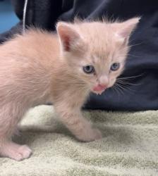 Shelter Stray Male Cat last seen Campus View Drive, San Marcos, CA, 92096, Escondido, CA 92027, USA