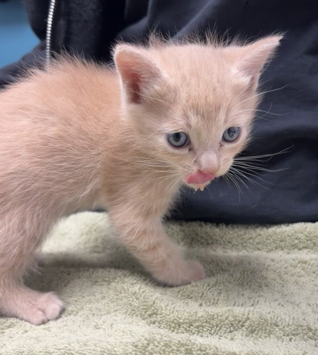 Shelter Stray Male Cat last seen Campus View Drive, San Marcos, CA, 92096, Escondido, CA 92027, USA