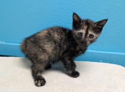 Shelter Stray Female Cat last seen Near E Valley Parkway, Escondido, CA, 92027, Escondido, CA 92027, USA