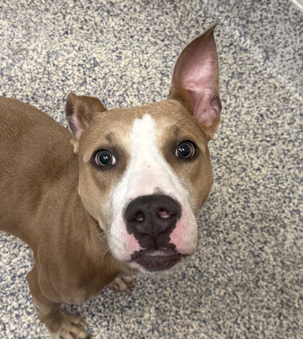 Shelter Stray Male Dog last seen Colfax and Kipling, Lakewood, CO, 80215, 580 McIntyre St, Golden, CO 80401, USA