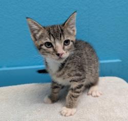 Shelter Stray Female Cat last seen Near N Broadway, Escondido, CA, 92026, Escondido, CA 92027, USA