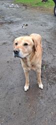 Reunited Male Dog last seen NE 72nd Ave & NE 45th St, Vancouver, WA 98661