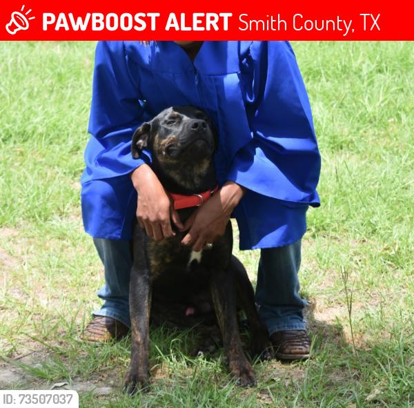 Lost Male Dog last seen Fm 2767, Hwy 31, CR 236 area, Smith County, TX 75705