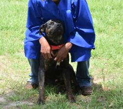 Lost Male Dog last seen Fm 2767, Hwy 31, CR 236 area, Smith County, TX 75705