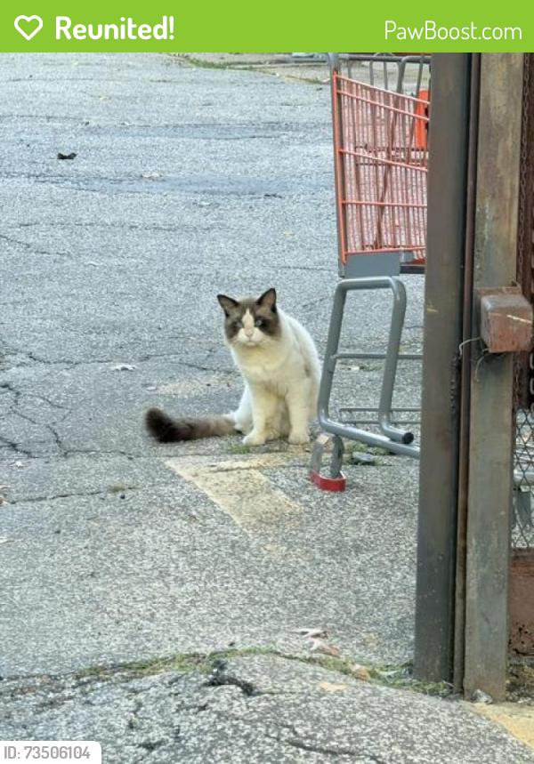 Reunited Unknown Cat last seen At the parking lot, Queens, NY 11355
