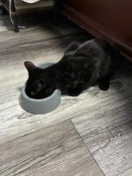 Reunited Female Cat last seen twinlakes rd and 63rd street in gunbarrel, Boulder, CO 80301