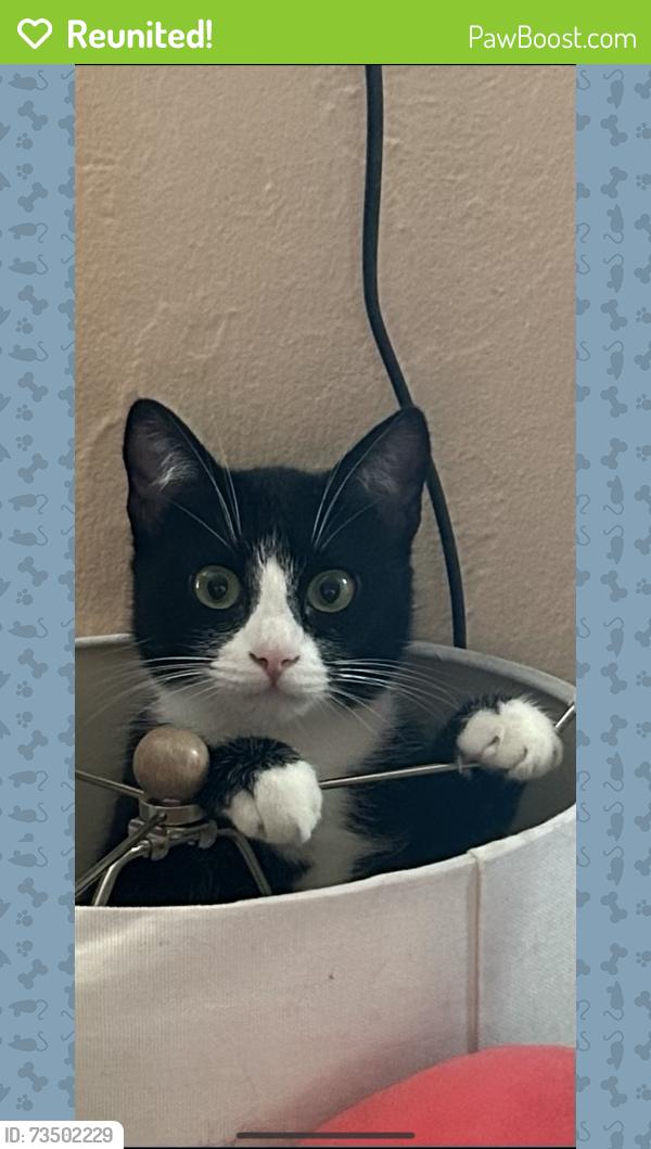 Reunited Female Cat last seen Laurel and Tulane st, Salinas, CA 93906