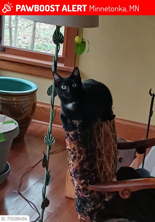 Lost Female Cat last seen Mahoney Avenue and Frommes Circle, Minnetonka, Minnetonka, MN 55345