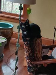 Lost Female Cat last seen Mahoney Avenue and Frommes Circle, Minnetonka, Minnetonka, MN 55345