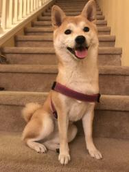 Reunited Female Dog last seen Laurel Grove Ln, Fulshear, TX 77441
