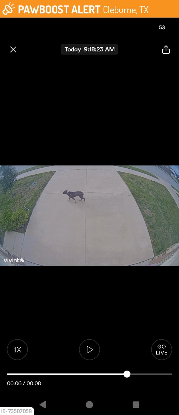 Found/Stray Unknown Dog last seen Echo Lake Court and Lake Murray Ln, Cleburne, TX 76033