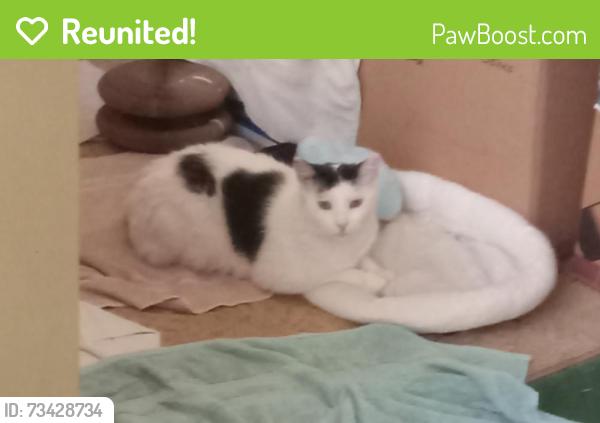 Reunited Male Cat last seen Mandalay Beach Road, Oxnard, CA 93035