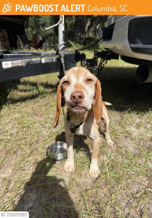 Found/Stray Male Dog last seen Lower Richland blvd, bluff road, Columbia, SC 29205
