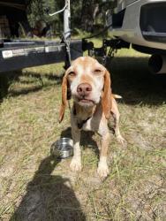 Found/Stray Male Dog last seen Lower Richland blvd, bluff road, Columbia, SC 29205