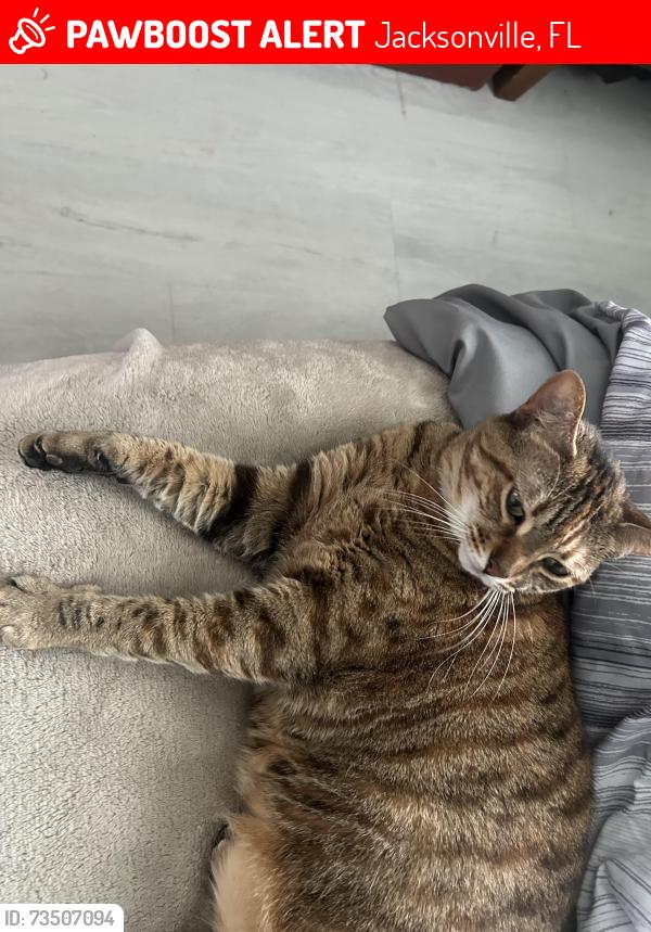 Lost Female Cat last seen Halls dr, Jacksonville, FL 32207