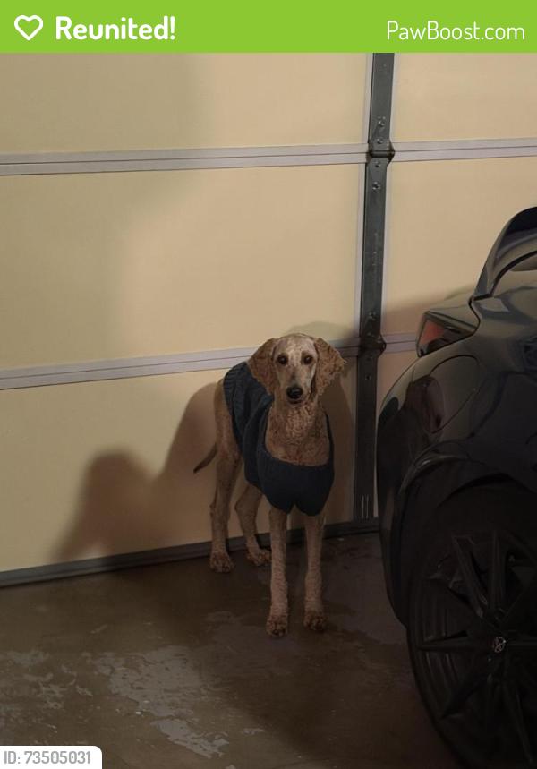 Reunited Female Dog last seen Found on Peacock And Gramercy, Riverside, CA 92505